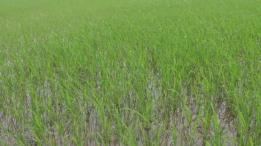 Soğuk algınlığından öldü pirinç