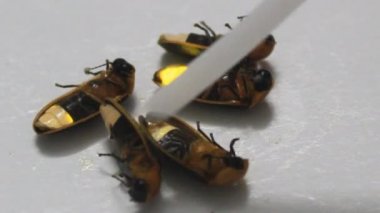 Beyaz arka plan üzerinde izole fireflies