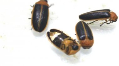 Beyaz arka plan üzerinde izole fireflies
