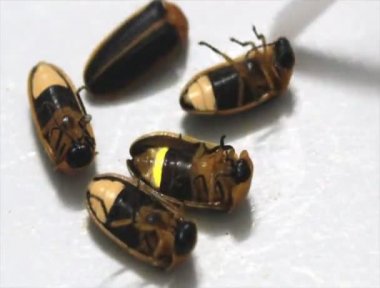 Beyaz arka plan üzerinde izole fireflies