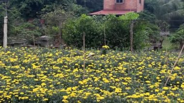 Haiduong, Vietnam, 23 Mart 2015, kadın papatya sahada toplama