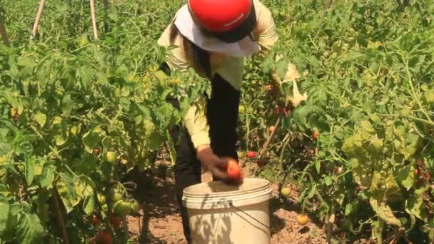 Haiduong, Vietnam, April, 14, 2015, landbouwer plukken rijpe tomaat in moestuin — Stockvideo