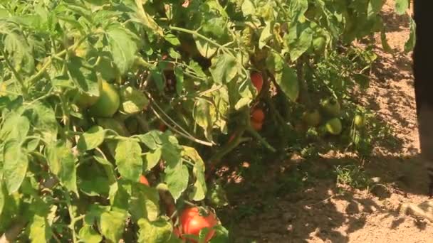 Jardín de tomate maduro rojo — Vídeos de Stock