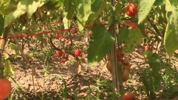 Červené zralé rajče zahradě — Stock video