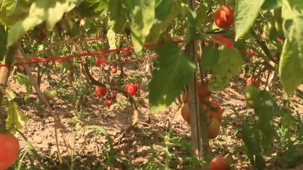 Kebun tomat merah matang — Stok Video