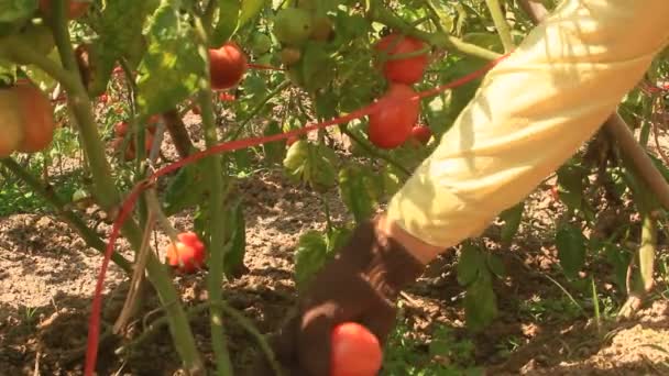 Farmář ruční vybírání zralé rajče v zeleninové zahradě — Stock video