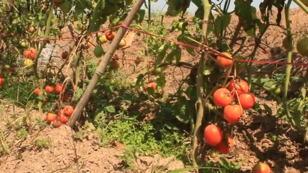 Giardino di pomodori maturi rossi — Video Stock