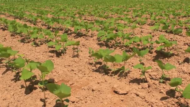 Campo de maní en el viento — Vídeos de Stock