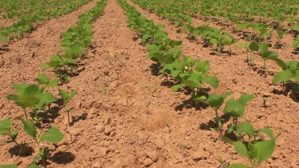 Campo de maní en el viento — Vídeo de stock