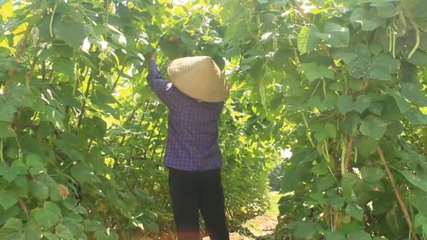 Haiduong, Vietnam, 14 de abril de 2015, mujer recogiendo guisantes en el jardín — Vídeo de stock