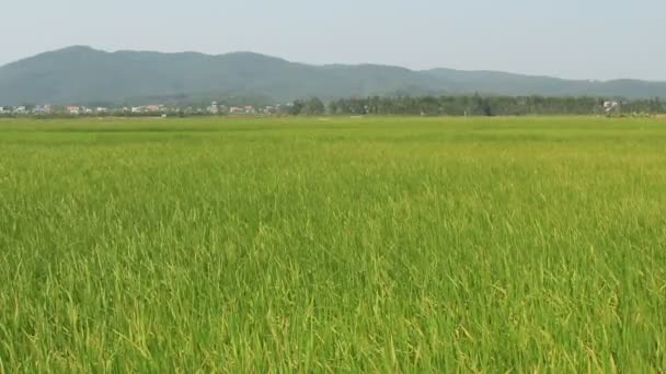 Paisaje del campo de arroz balanceándose en el viento — Vídeo de stock