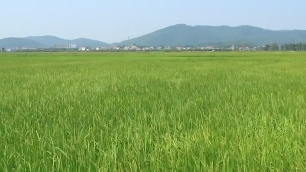 Landschaft aus Reisfeldern schwankt im Wind — Stockvideo