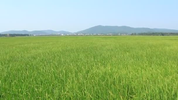 Landschaft aus Reisfeldern schwankt im Wind — Stockvideo