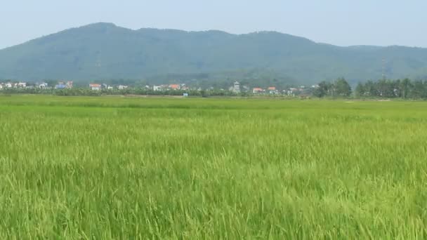 Paisaje del campo de arroz balanceándose en el viento — Vídeo de stock