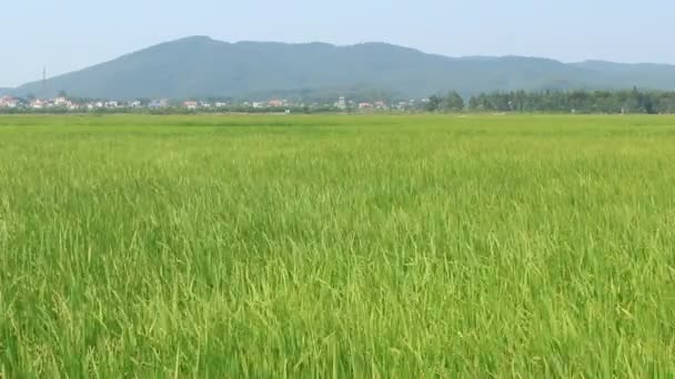 Landschaft aus Reisfeldern schwankt im Wind — Stockvideo