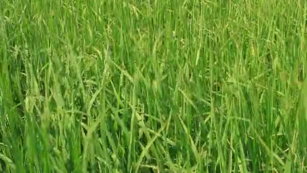 Paisaje del campo de arroz balanceándose en el viento — Vídeos de Stock