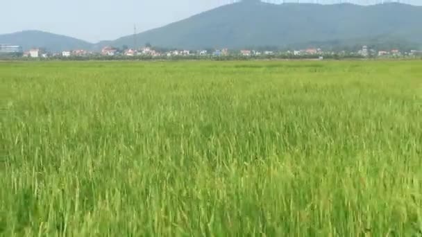 Landschap van rijst veld zwaaiend in de wind — Stockvideo