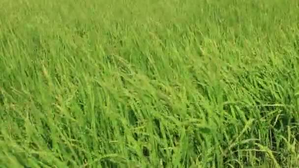 Paisaje del campo de arroz balanceándose en el viento — Vídeos de Stock