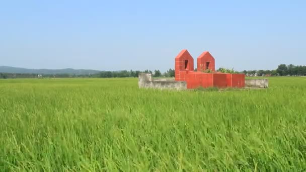 Graves and rice paddy — Stock Video