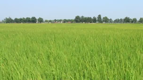 Пейзаж рисового поля, що ширяє на вітрі — стокове відео