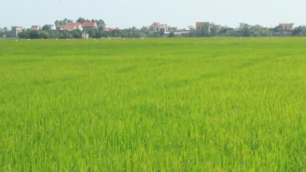 Landschap van rijst veld zwaaiend in de wind — Stockvideo