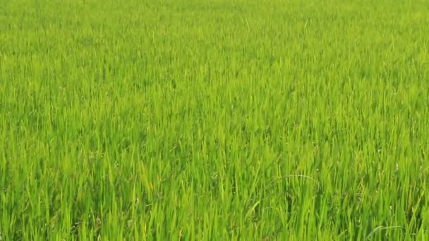 Paisaje del campo de arroz balanceándose en el viento — Vídeo de stock