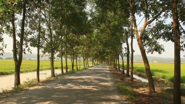 Hermoso camino de árbol verde — Vídeo de stock