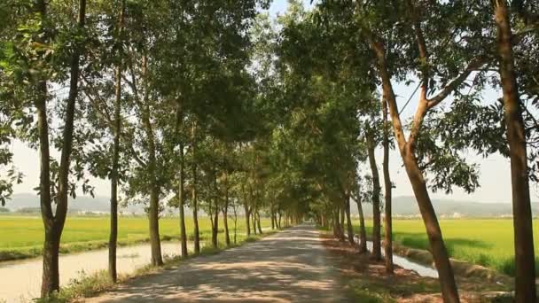 Hermoso camino de árbol verde — Vídeos de Stock