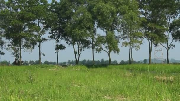 Paisaje del campo de arroz balanceándose en el viento — Vídeos de Stock