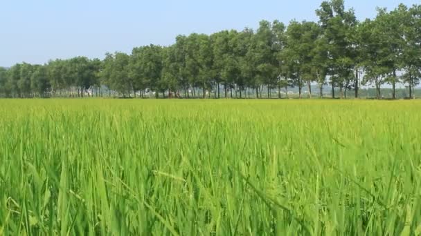 Landscape of rice field swaying in the wind — Stock Video