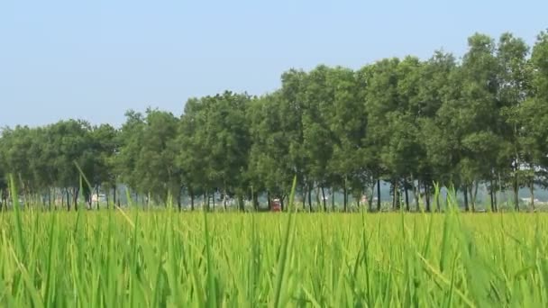 Paisaje del campo de arroz balanceándose en el viento — Vídeos de Stock