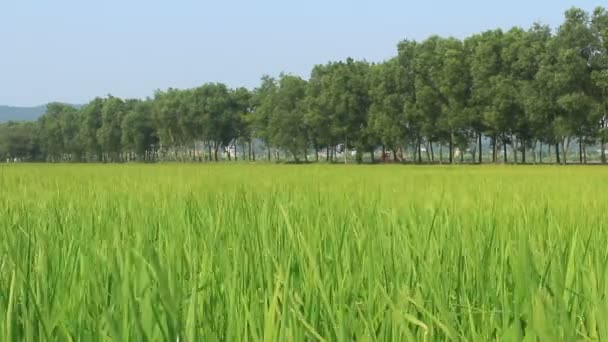 Пейзаж рисового поля, що ширяє на вітрі — стокове відео