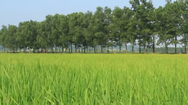 Пейзаж рисового поля, колеблющегося на ветру — стоковое видео