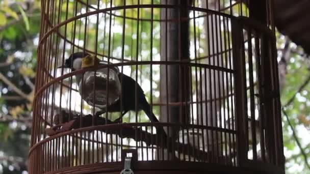 Pássaro na gaiola — Vídeo de Stock