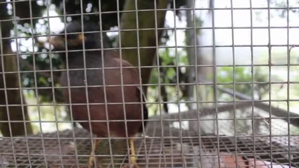 Птах в клітці — стокове відео