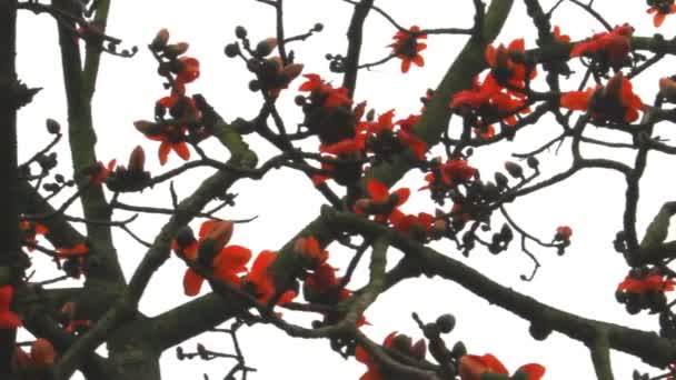 Bombax ceiba blomma — Stockvideo