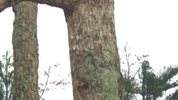 Flor Bombax ceiba — Vídeo de Stock