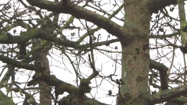 Flor Bombax ceiba — Vídeo de Stock