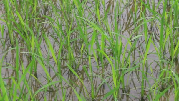 Riz est mort de froid 