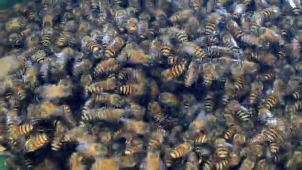 Biene und Wabe — Stockvideo