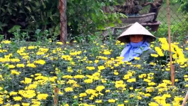 Haiduong, vietnam, 23. März 2015, Frauen pflücken Gänseblümchen auf dem Feld — Stockvideo