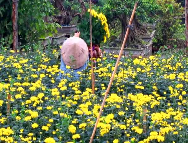 Haiduong, Vietnam, March, 23, 2015, women picking daisy on field — Stock Video