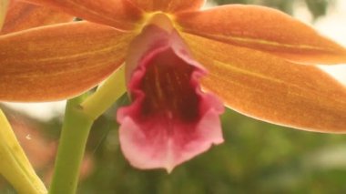 Orkide Rüzgar Rüzgar