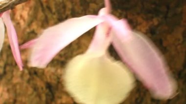 Orkide Rüzgar Rüzgar