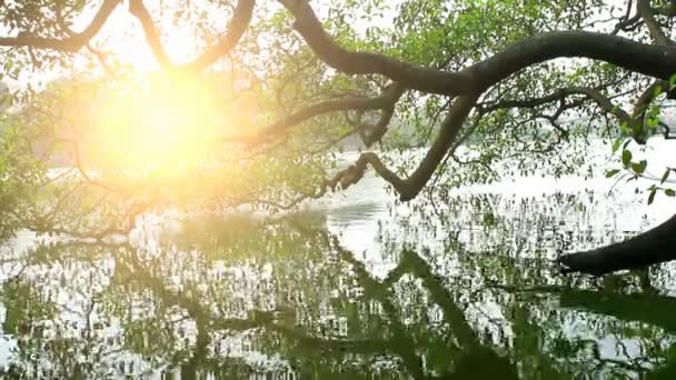 Trees reflected into the lake — Stock Video