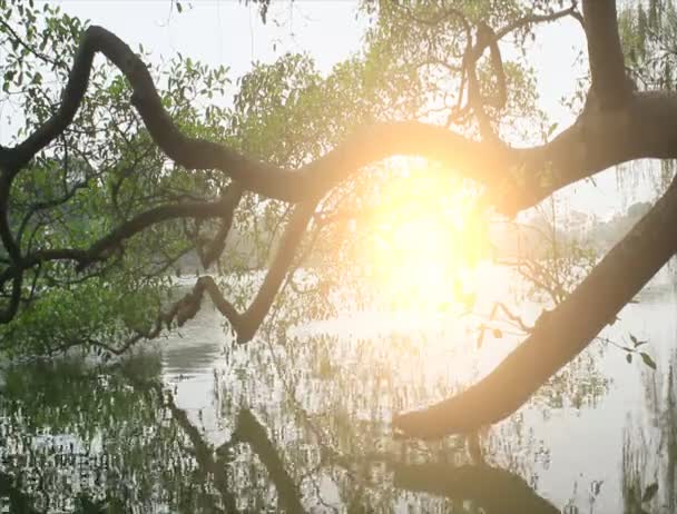 Árboles reflejados en el lago — Vídeo de stock