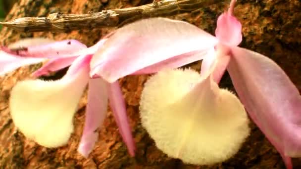 Орхидея ветер на ветру — стоковое видео
