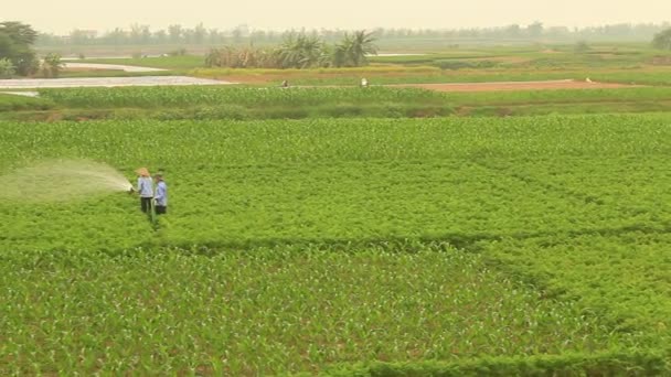 Haiduong, Vietnam, március 31-én 2015-re nő sárgarépa mezők öntözés — Stock videók