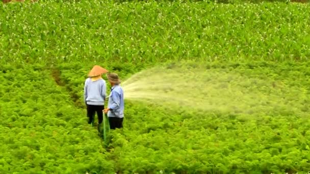 Haiduong, Vietnã, 31 de março de 2015, Mulher regando campos de cenoura — Vídeo de Stock
