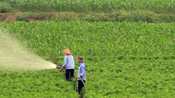 Haiduong, Vietnã, 31 de março de 2015, Mulher regando campos de cenoura — Vídeo de Stock